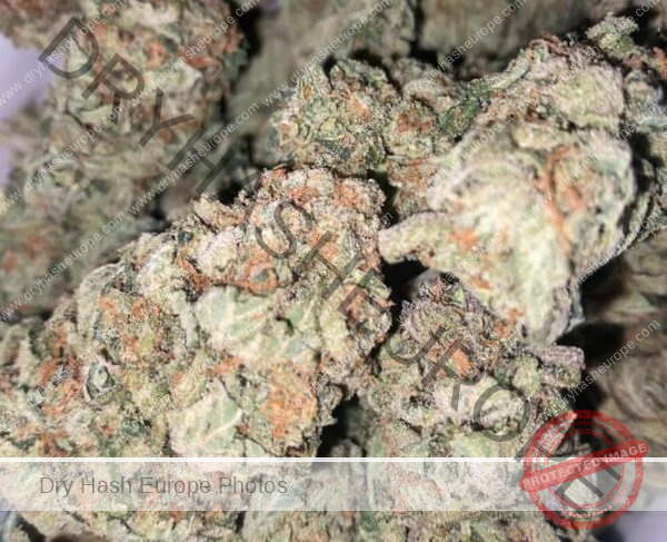 G13 Hollandaise